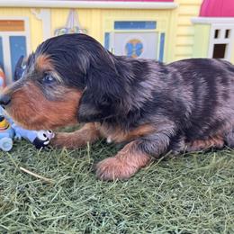 Bluey- SILKY WIRE - Dapple male Dachshund puppy in Duncan, Arizona from Bootheel Doxies