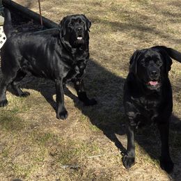 Labrador Retriever Puppies from Sound View Labradors East