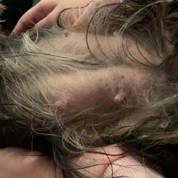 Yorkshire Terrier Puppies from Missy Lu Lap Puppies