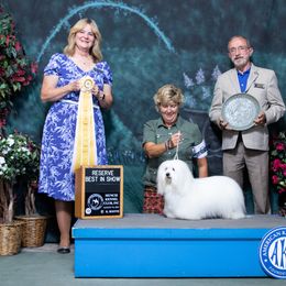 Coton de Tulear All Grown Up from Kanto Cotons