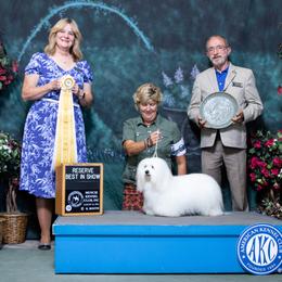 Coton de Tulear All Grown Up from Kanto Cotons
