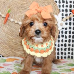 Betsy - Red female Cavapoo puppy in Rattan, Oklahoma from Double M Cocker Spaniels