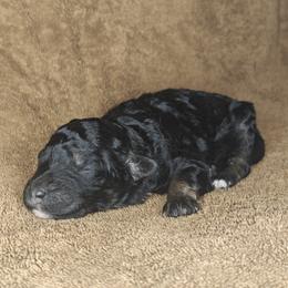 Poodle Puppies from Hatch & Homestead LLC