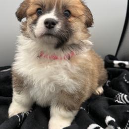 Pink - Red female Pembroke Welsh Corgi puppy in Glenwood, Minnesota from Minnewaska Corgi Co