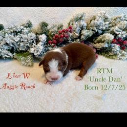 Uncle Dan - Red tri male Miniature Australian Shepherd puppy in Midway, Texas from L Bar W Aussie Ranch