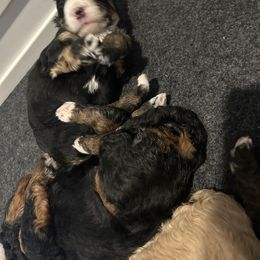 Dark Purple - Tri-color female Bernedoodle puppy in Willow Grove, Pennsylvania from Forest Family Doodles
