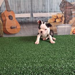 Britt - Black and white female Boston Terrier puppy in Olanta, South Carolina from Julie's IHeart Boston Terrier's