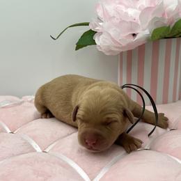 Gray - Yellow female Labrador Retriever puppy in Heath Springs, South Carolina from Rich Hill Retrievers