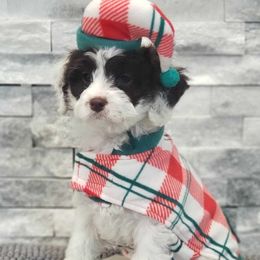 Cockapoo and Goldendoodle Puppies from Robbin's Treasures