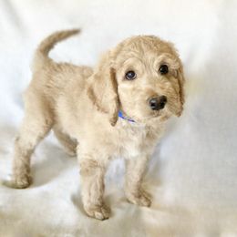 Bernedoodle Puppies from Bruce and Emma Doodles