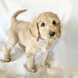 Bernedoodle Puppies from Bruce and Emma Doodles