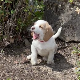 Little Pink Purse (Pursie) - Tan and white Beagle puppy in Hillsboro, Oregon from Willamette Valley Beagles