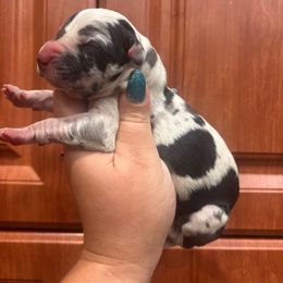 Carm - Harlequin female Great Dane puppy in Florida from Beachside Kennels