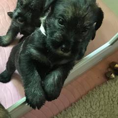 Standard Schnauzer Puppies from Kinobi Standard Schnauzers