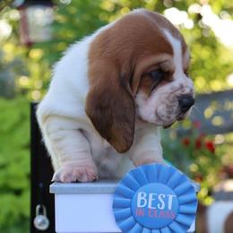 Larry - Mahogany and white male Basset Hound puppy in Pollock, Missouri from Northstar
