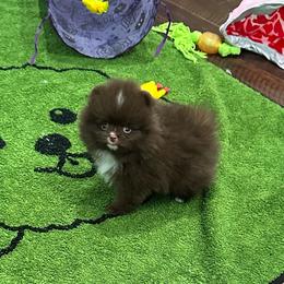 River - Chocolate male Pomeranian puppy in Lyons, Georgia from Its a Poms Life Kennel