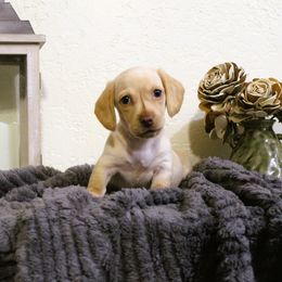 Dachshund Puppies from Stevie Mulroney