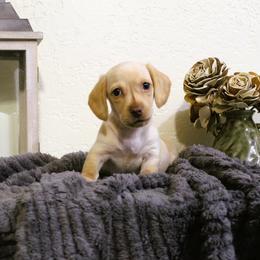 Dachshund Puppies from Stevie Mulroney