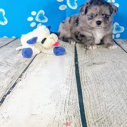 Diego - Blue merle male Chihuahua puppy in Redding, California from Akc ivy league chihuahua .  Com