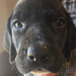 2nd pick male - Black and white male German Shorthaired Pointer puppy in Forest Lake, Minnesota from Northern Lights Goldens