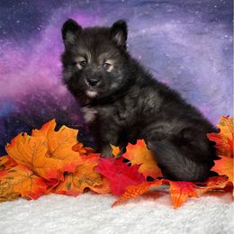 Balto - Agouti and white male Alaskan Malamute puppy in Spokane, Washington from Asgard Wooly Malamutes