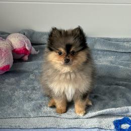 Louie - Blue merle male Pomeranian puppy in San Jacinto, California from Savvypomeranians