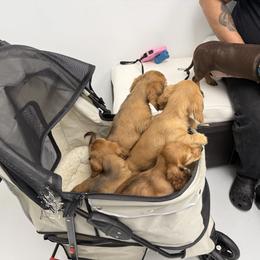 Ee Red male Ready NOW - Red male Dachshund puppy in Cutler Bay, Florida from Dadecounty’s Dachshunds