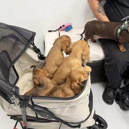 Ee Red male Ready NOW - Red male Dachshund puppy in Cutler Bay, Florida from Dadecounty’s Dachshunds