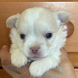 Cooper - Cream male Chihuahua puppy in Menifee, California from Lane’s Little Long Coats