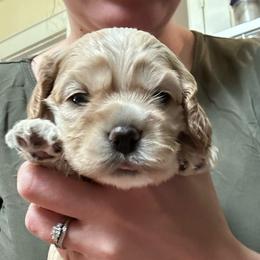 AKC Rosemary - not available - Buff female Cocker Spaniel puppy in Cincinnati, Ohio from Abundance of Joy LLC Cocker Spaniels