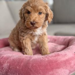 Spatch - Cream female Goldendoodle puppy in Redmond, Oregon from Bourbon and Lace Doodles