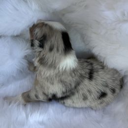 Hailey - Blue merle female Australian Shepherd puppy in Mount Vernon, Texas from RJ's Aussie Posse