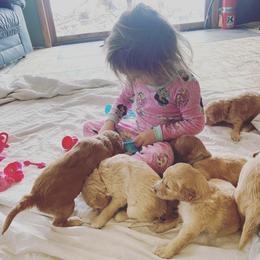 Goldendoodle Puppies from North Star Dog Training
