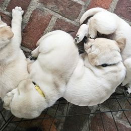 Labrador Retriever Puppies from Gabriel Ben-Yosef