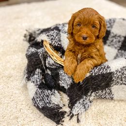 Goldendoodle Puppies from J&J Doodles