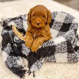 Goldendoodle Puppies from J&J Doodles
