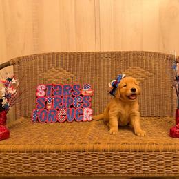Brown Collar - Golden female Golden Retriever puppy in Monroe, Tennessee from Golden Girls Furever Friends