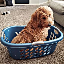 Goldendoodle Puppies from Riverbend Mini and Standard Goldendoodles