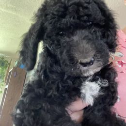 Poodle Puppies from Miss Vickie’s Poodles