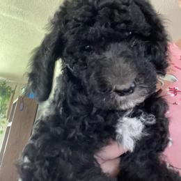 Poodle Puppies from Miss Vickie’s Poodles