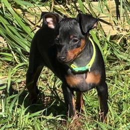 Miniature Pinscher Puppies from DeLeeuw Family Miniature Pinschers