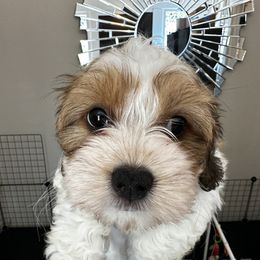Havanese Puppies from Havanese Loves