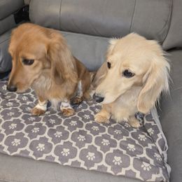 Dachshund puppies from Tiny Tails Ranch