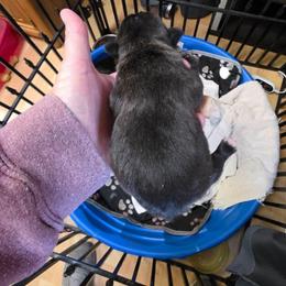 Boy 1 - Brindle male French Bulldog puppy in Cabool, Missouri from Shannon French Bulldogs