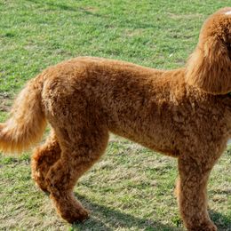 Gigi - Australian Labradoodle