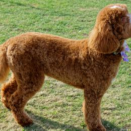 Gigi - Australian Labradoodle