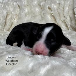 Lincoln - Tri-color male Double Doodle puppy in Blue Springs, Missouri from Jeanie’s Doodles