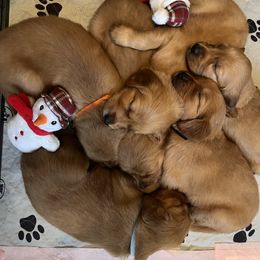 Assorted Doodle Crosses and Golden Retriever Puppies from Golden Palms Puppies