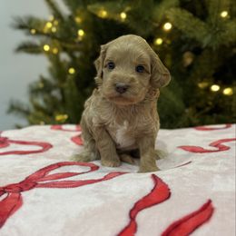 Goose - Caramel male Australian Labradoodle puppy in Calhoun, Louisiana from Arrowhead Australian Labradoodles