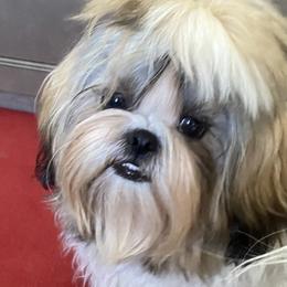 Shih Tzu Puppies from Willow Lane Shih Tzus